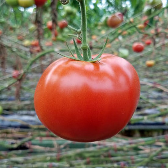 paradajka, paradajky, sadenice paradajok, paradajka býčie srdce, paradajka mini cherry, paradajky tipo, paradajky beefmaster, paradajky bejbino koktejlové, paradajka cherolla,, cherry paradajky, paradajky jahodo cherry, paradajky newton holand, paradajky