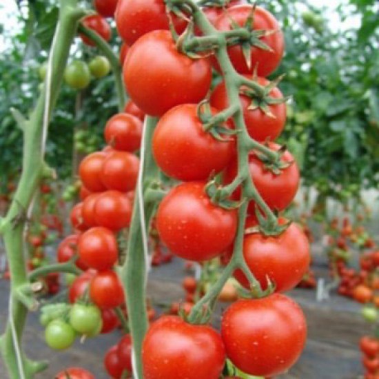 semena rajčín, rajčiny, paradajky, semená rajčín, semená paradajok