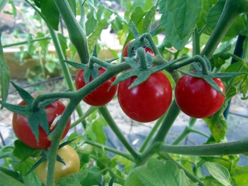 priesada paradajky mini cherry, paradajka mini cherry, sadenice paradajky, priesada paradajky