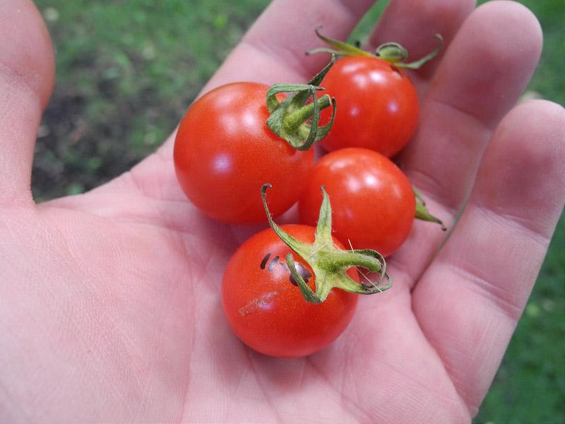 priesada paradajky jahodo-cherry, paradajka jahodo-cherry, sadenice paradajky, priesada paradajky