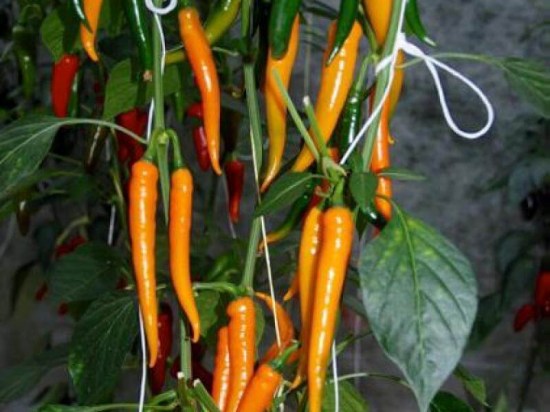 paprika kilian chili, paprika, sadenice papriky, sadenica papriky, papriky kilian chili