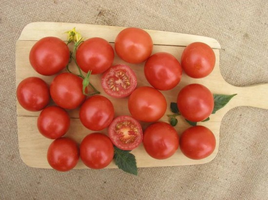 priesada paradajky bejbino, paradajka bejbino, sadenice paradajky, priesada paradajky