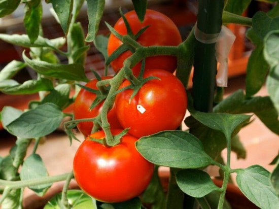 priesada paradajky tipo, paradajka tipo, sadenice paradajky, priesada paradajky